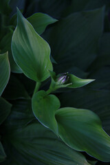 beautiful big hostas leafs background

