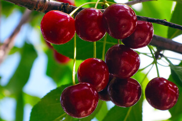 Branch of red ripe cherries on a tree. Picking berries. Close-up