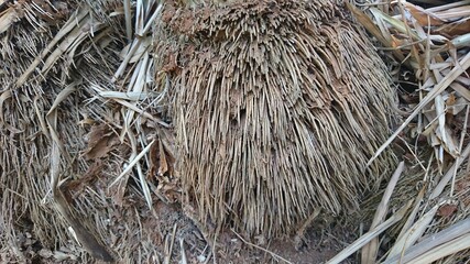 Detail of bamboo root texture, stringy root structure