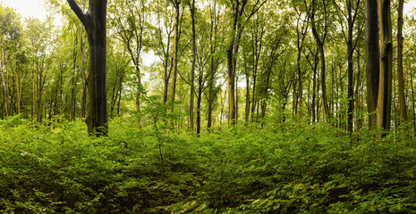 Fototapeta premium Green forest and trees