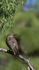 A northern flicker rests on a limb in Wyoming