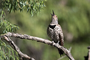 A northern flicker calls from a limb in Wyoming.