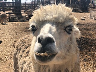 Israel, Mitzpe Ramon, LLama and Alpaca natural park.