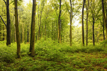 Green forest and trees
