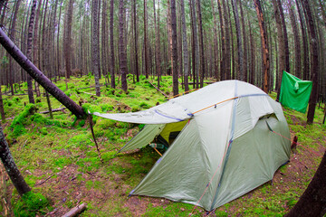 Tourist tent in the middle of the coniferous forest among the moss in the mountains © Alex