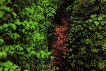 Red river with and green foliage