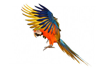 Colorful flying macaw parrot isolated on white