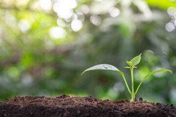 Agriculture and plant grow sequence with bokeh green blur background. 