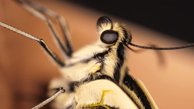 Papilio machaon, the Old World swallowtail butterfly macro shot of its eye