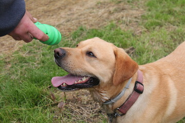 labrador retriever dog waiting for owner to throw his toy