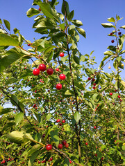cherries © Kamila