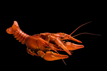  red crayfish on a black background