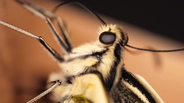 Papilio machaon, the Old World swallowtail butterfly takes its tongue out