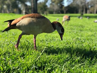 Israel, Tel Aviv, Duck in Yarkon Park