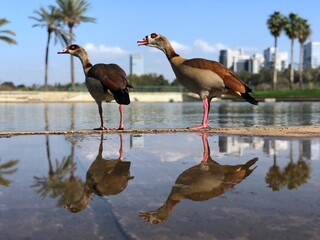 Israel, Tel Aviv, Duck in Yarkon Park