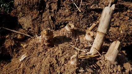 Some of the texture of dead bamboo roots