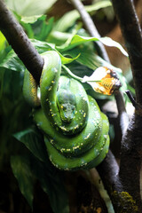 Python emeraude