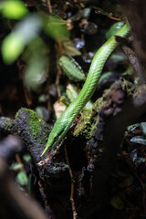 Couleuvre Rhinocéros