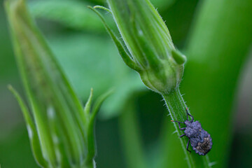 くろいかめむし