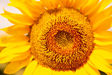Naklejka premium bright yellow blooming sunflower close-up on a summer sunny day, closeup
