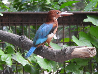 An Indian  Common Kingfisher Bird