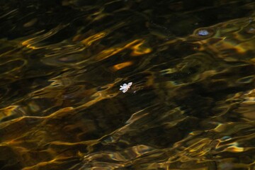 a Marco of an caddis fly floating on the water.