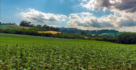 A close up view across fields of mature sunflowers towards Todi, Umbria, Italy in summer