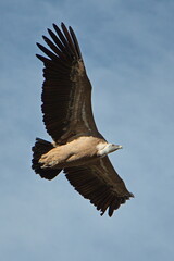 Bird of pray in park Barranco del Rio Dulce, Guadalajara, Spain
