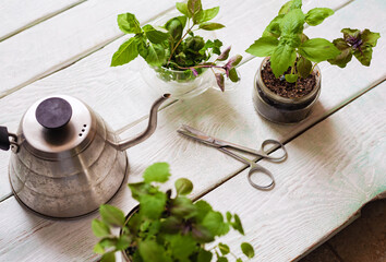 Homemade herbs in pots and glass jars (basil, mint, lemon balm) on a wooden background