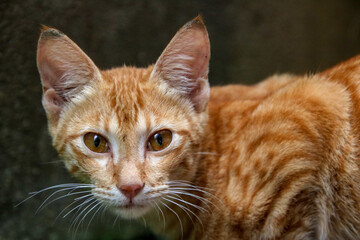 Fototapeta na wymiar A cat with golden eyes in Colombo, Sri Lanka