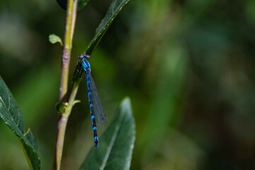 A macro close up of a blue dragonfly.