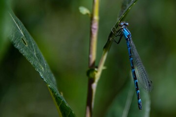 A macro close up of a blue dragonfly.