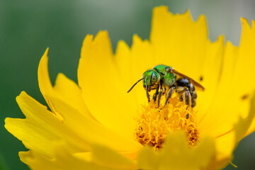 Sweat Bee Pollinating a Yellow Flower
