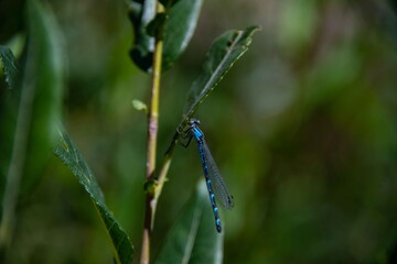 A macro close up of a blue dragonfly.