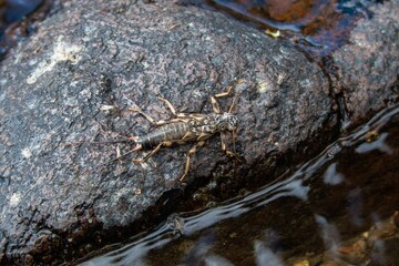 A stonefly on a river rock.