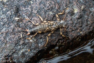 A stonefly on a river rock.