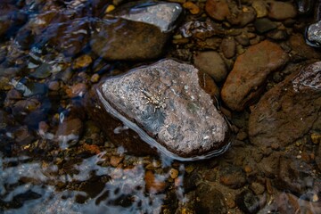 A stonefly on a river rock.