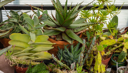 Obraz premium Different types of succulents and cacti, closeup green cactus plants