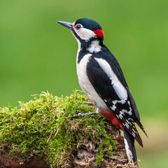 Male Great Spotted Woodpecker (Dendrocopos major)