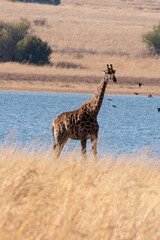 A group of Giraffe on the shores of a lake in winter.