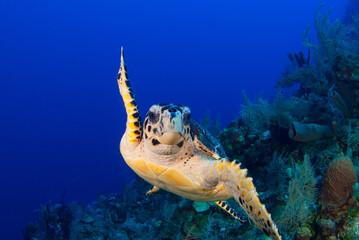 An underwater shot of a hawksbill turtle cruising on the reef