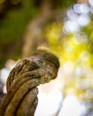Tree trunk in forest