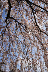 見上げる枝垂れ桜