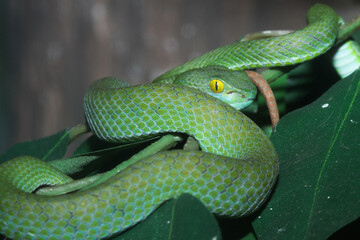 Obraz premium close up Green snake viper on tree in thailand