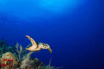 Naklejka na ściany i meble A hawksbill turtle cruising the reef 