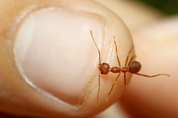 Close up red ant bite the finger asia man