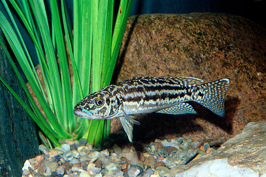 Lepidiolamprologus kendalli is a species of cichlid endemic to Lake Tanganyika preferring rocky areas.