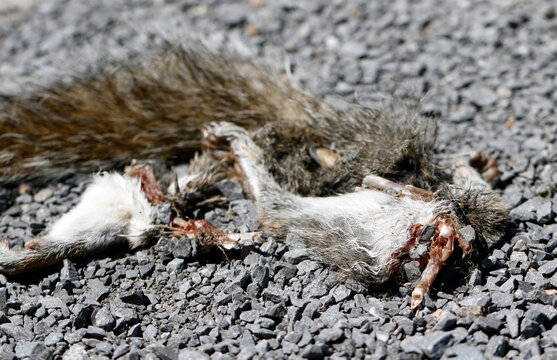 Un &eacute;cureuil mort