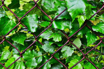 Small green birch leaves stuck in a rusty mesh fence in the garden.