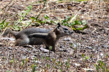 A chipmunk in the Colorado Rocky Mountains.